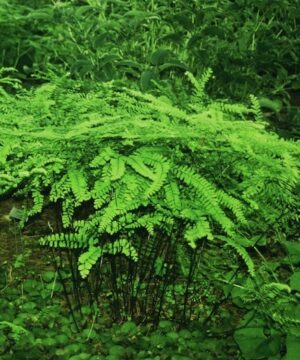 Green fern leaves and black stems of Northern Maidenhair Fern