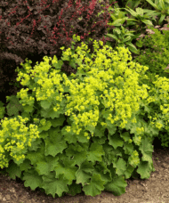 Alchemilla mollis