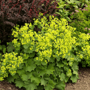 Ladys mantle | Alchemilla mollis habit