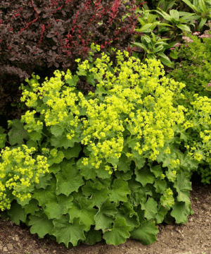 Alchemilla mollis