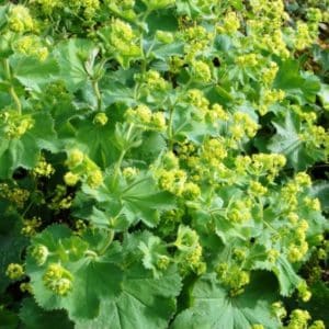 chartreuse Lady's Mantle blooms