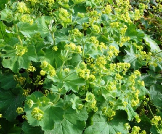 chartreuse Lady's Mantle blooms chartreuse Lady's Mantle blooms