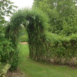 alix viminalis bowhayes strain basket willow arch.jpg 300x300 - Salix viminalis 'Bowhayes Strain' (Male)