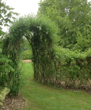 Salix viminalis 'Bowhayes Strain' (Male)