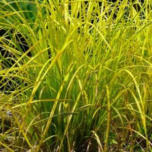 alopecurus pratensis aureovariegatus grass 300x300 - Order Plants Now