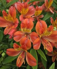 Alstroemeria MAJESTIC 'Louis'