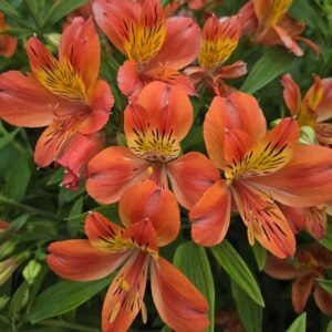 alstroemeria-majectic-louis-hardy-peruvian-lily