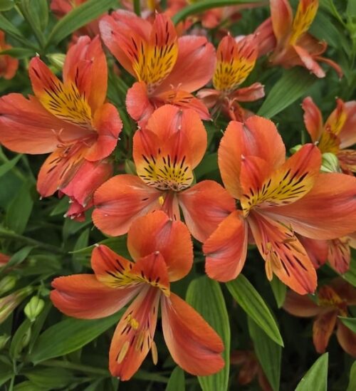 alstroemeria-majectic-louis-hardy-peruvian-lily