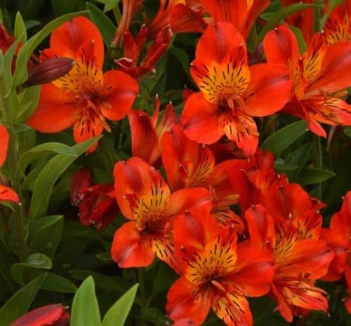 Bright tangerine Hardy Peruvian Lily flowers
