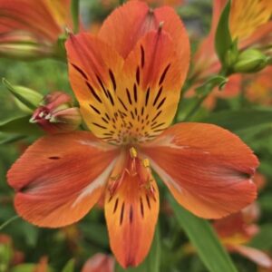 alstroemeria-majectic-louis-hardy-peruvian-lily-bloom