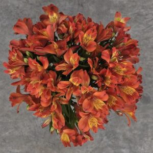 alstroemeria-majectic-louis-hardy-peruvian-lily-bouquet
