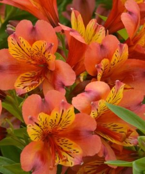 A group of soft apricot