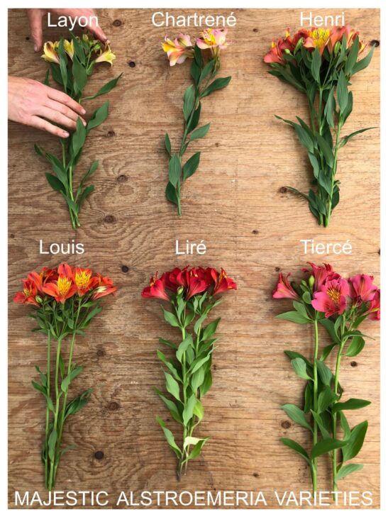 alstroemeria-majestic-varieties Alstromeria Majestic Variety bloom comparison chart of six bouquets of flowers.