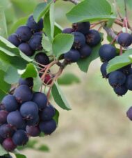 Clusters of purple blue Martin Saskatoon Serviceberry round berries hanging from stems of grey green foliage.