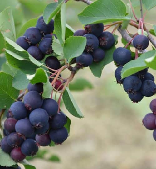 Clusters of purple blue Martin Saskatoon Serviceberry round berries hanging from stems of grey green foliage.