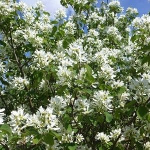 A Saskatoon shrub full of white blooms.