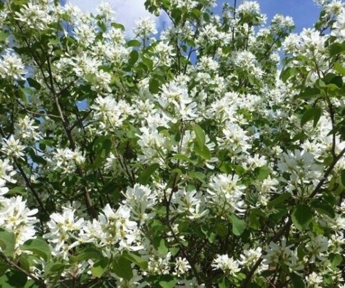 A Saskatoon shrub full of white blooms. A Saskatoon shrub full of white blooms.