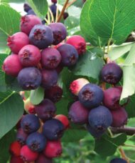 Isaac Saskatoon Berry fruits ripening in summer. Compact form of serviceberry.
