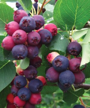 Isaac Saskatoon Berry fruits ripening in summer. Compact form of serviceberry.