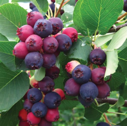 Isaac Saskatoon Berry fruits ripening in summer. Compact form of serviceberry.