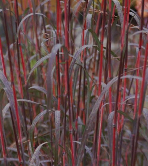 Red-stemmed Holy Smoke Big Bluestem ornamental grass with purplish green blades.