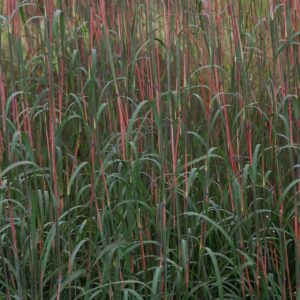 Big bluestem holy smoke late summer colour.
