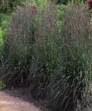 Three tall clumps of Holy Smoke big bluestem.