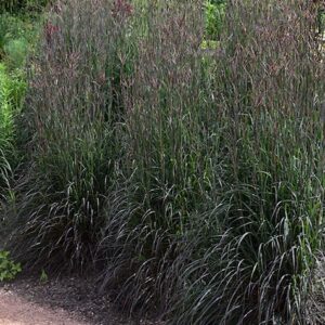 Three tall clumps of Holy Smoke big bluestem.