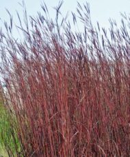 Fall red-leaved Big Bluestem stems