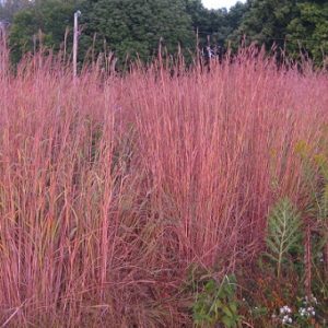 andropogon gerardii red october fall red leaved big bluestem swath 300x300 - Andropogon gerardii 'Red October'