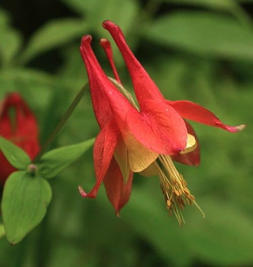 Aquilegia canadensis flowers with scarlet sepals