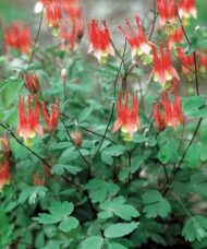 Wild columbine plant in bloom.