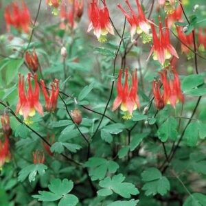 Wild columbine plant in bloom.