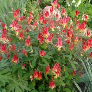 Wild columbine habit is spreading in nature.