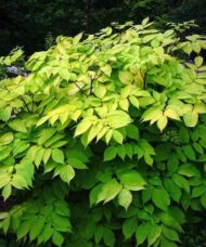 Arailia cordata sun king shrub with bright green leaves and round habit.