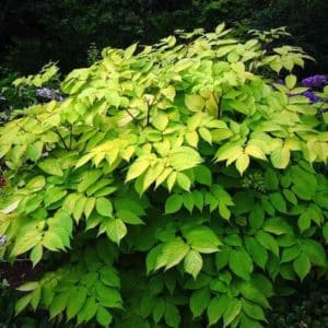 Arailia cordata sun king shrub with bright green leaves and round habit.