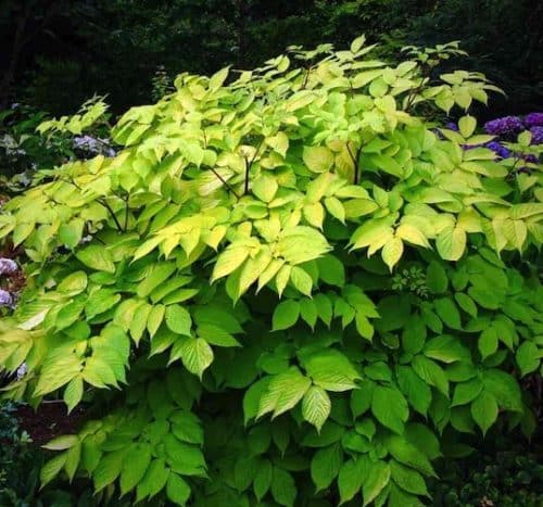Arailia cordata sun king shrub with bright green leaves and round habit.