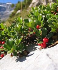 Groundcover Common Bearberry shrub of paddle-shaped leathery leaves and bright red berries
