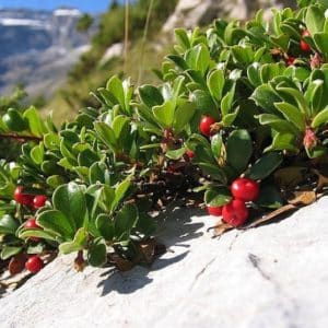 Groundcover Common Bearberry shrub of paddle-shaped leathery leaves and bright red berries