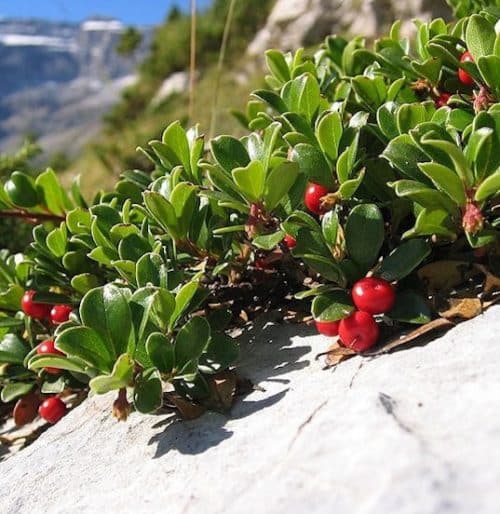 Groundcover Common Bearberry shrub of paddle-shaped leathery leaves and bright red berries
