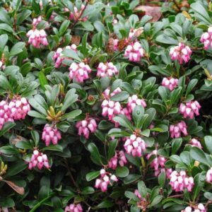 Jug-shaped, pink and white Common bearberry flowers.