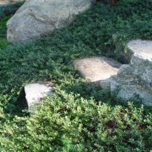Common bearyberry planting along stone steps/