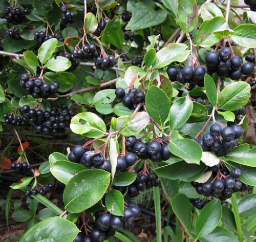 aronia-melanocarpa-aron-black-chokeberry Medium green foliage on an upright Nero Black Chokeberry, with large, black, round berries.