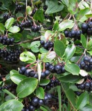 Clusters of round black Aronia melanocarpa Aron berries