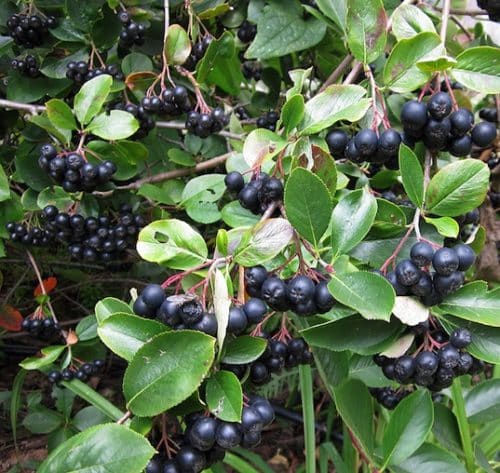 Clusters of round black Aronia melanocarpa Aron berries