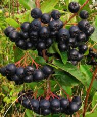 Clusters of deep black large, round Aronia melanocarpa Nero berries on red stems.