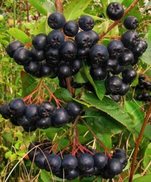 Clusters of deep black large, round Aronia melanocarpa Nero berries on red stems.