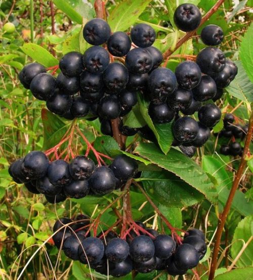 Clusters of deep black large, round Aronia melanocarpa Nero berries on red stems.