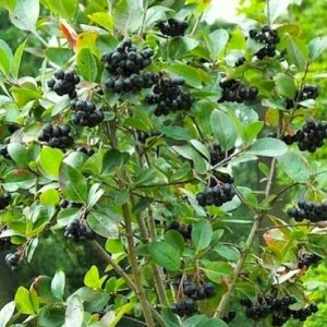 aronia melanocarpa nero black chokeberry habit 300x300 - Aronia melanocarpa 'Nero'