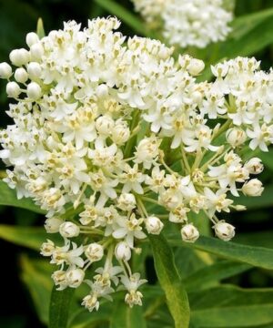 Creamy Ice Ballet Swamp Milkweed flower cluster. against thin yellow green leaves.